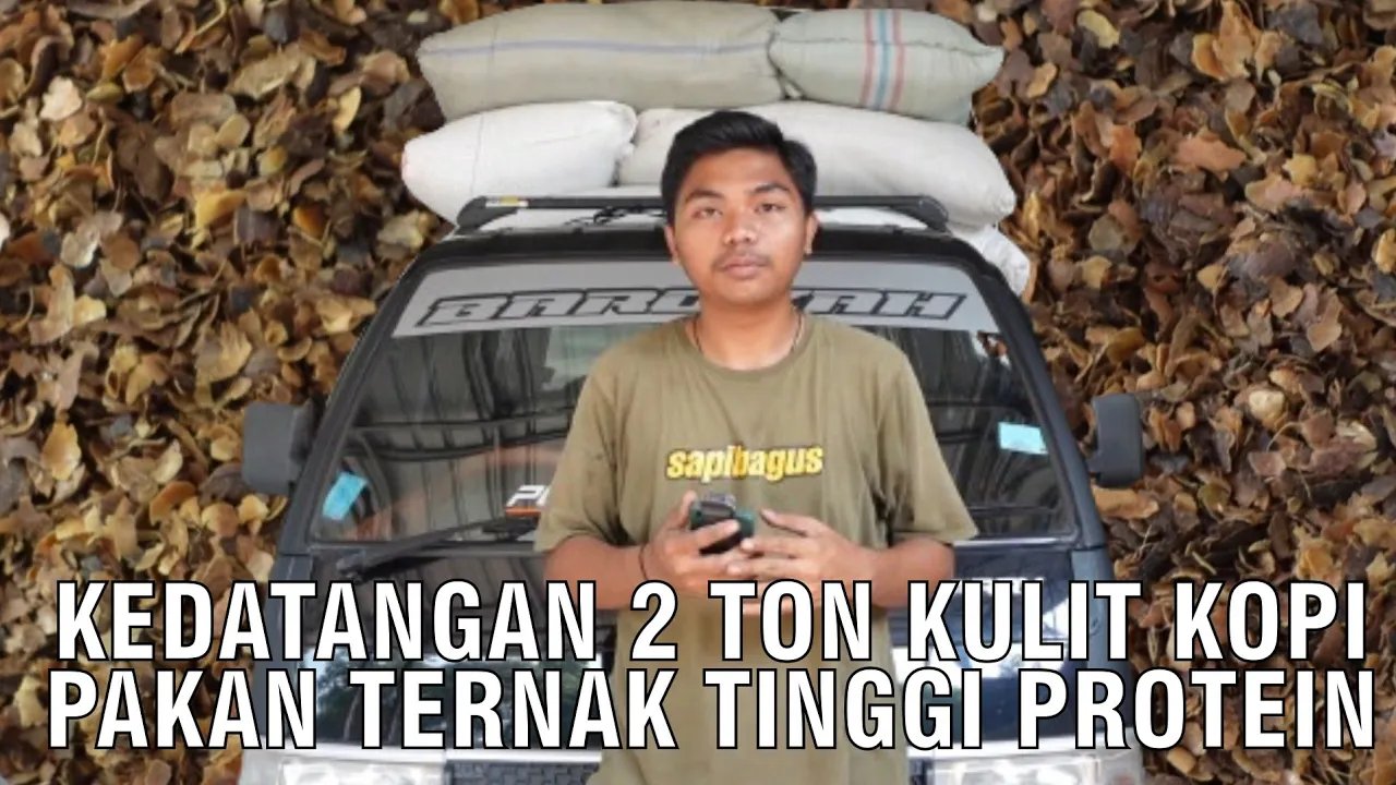 
                                 Kulit-Kopi-Pakan-Ternak-Tinggi-Protein